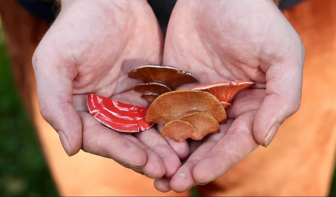 A pair of hands cupped together hold several small, fan-shaped mushrooms. Most are a natural brownish-orange color, but one…