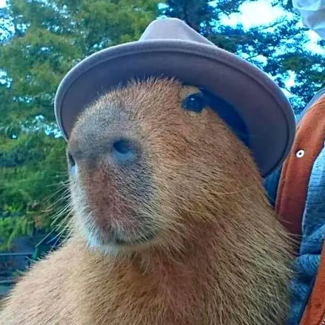A close-up photo of a capybara wearing a brown felt hat, looking directly at the camera with a calm expression. The…
