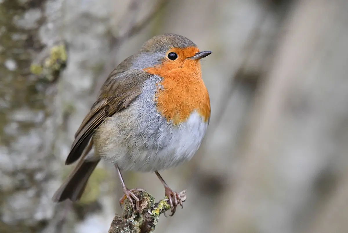 A close-up photograph of a European robin perched on a mossy branch, featuring its iconic orange-red breast, gray back, and…