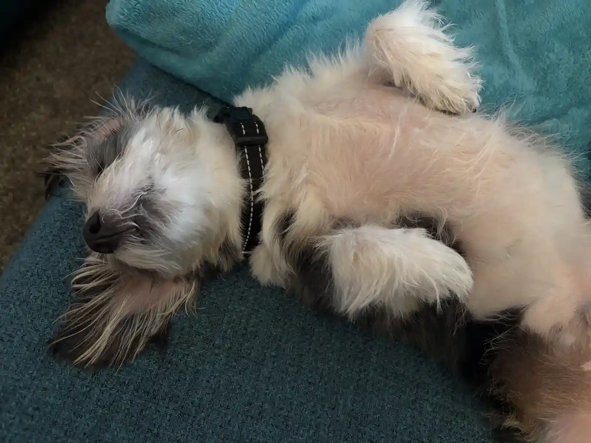 A small, fluffy dog with white and gray fur is sleeping on its back on a teal couch, exposing its belly and paws. It wears a…