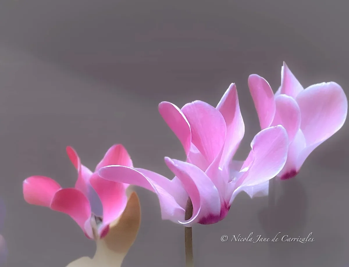 A close-up photograph of several pink cyclamen flowers with delicate, upward-curving petals against a soft gray background…