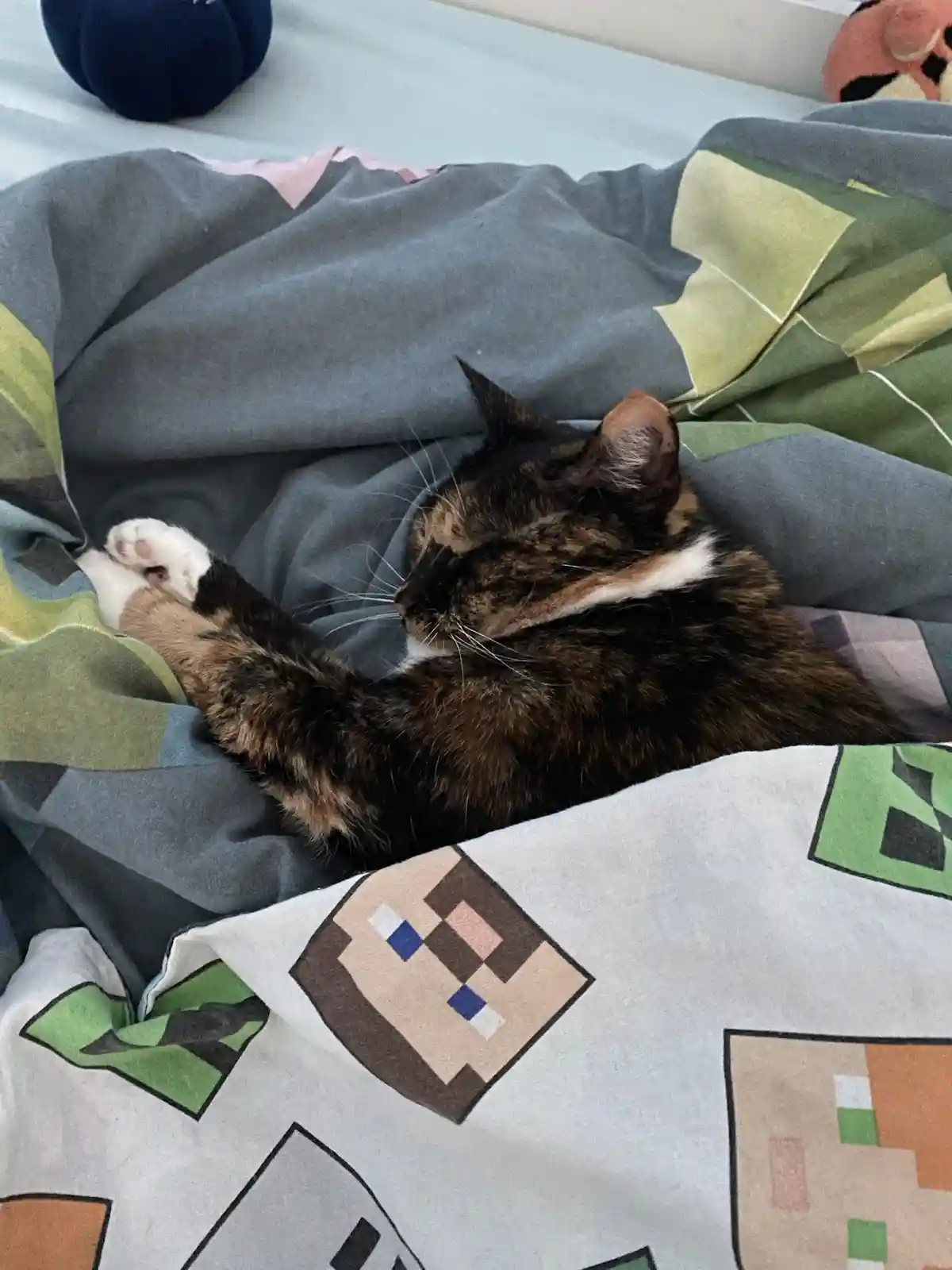 Crumble's daily snapshot!