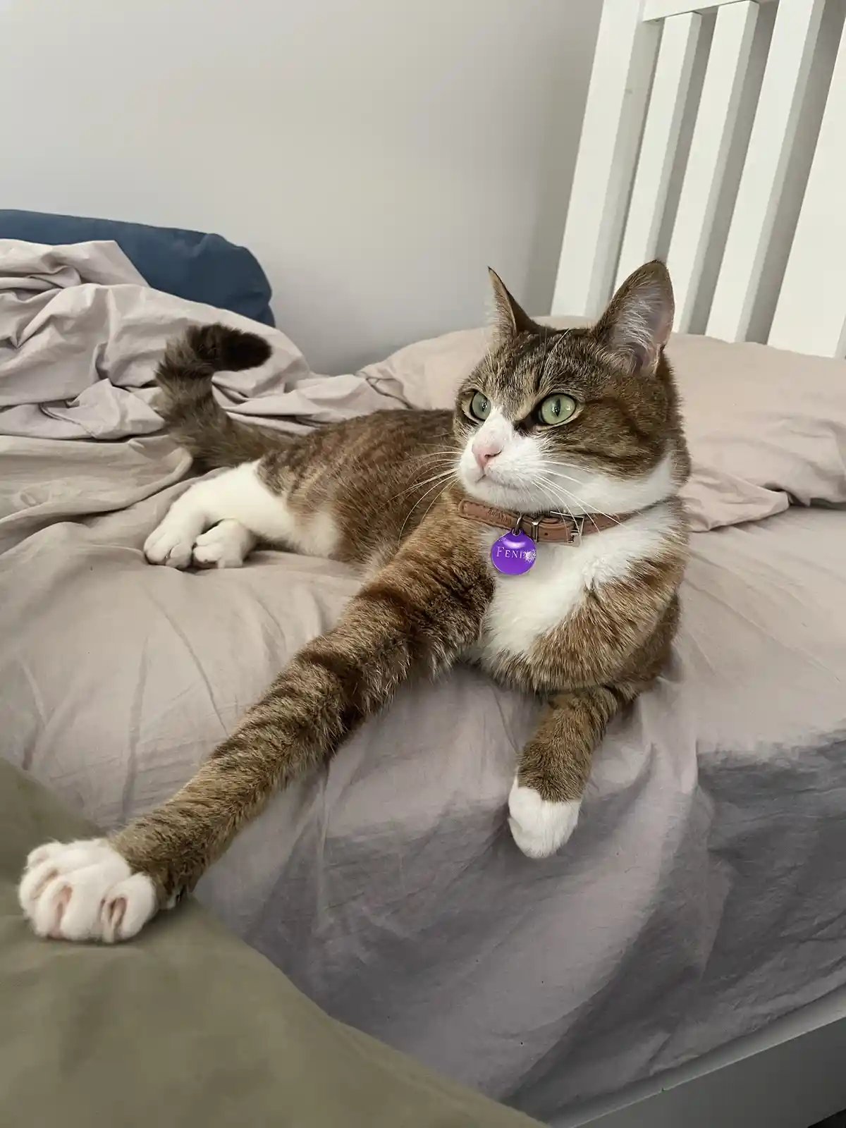 A brown and white tabby cat with green eyes lounges on a bed with rumpled gray sheets, wearing a collar with a purple tag…