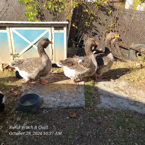 Three gray geese stand in a fenced yard near a blue and white barn door, with a black feeding bowl on the ground nearby. The…