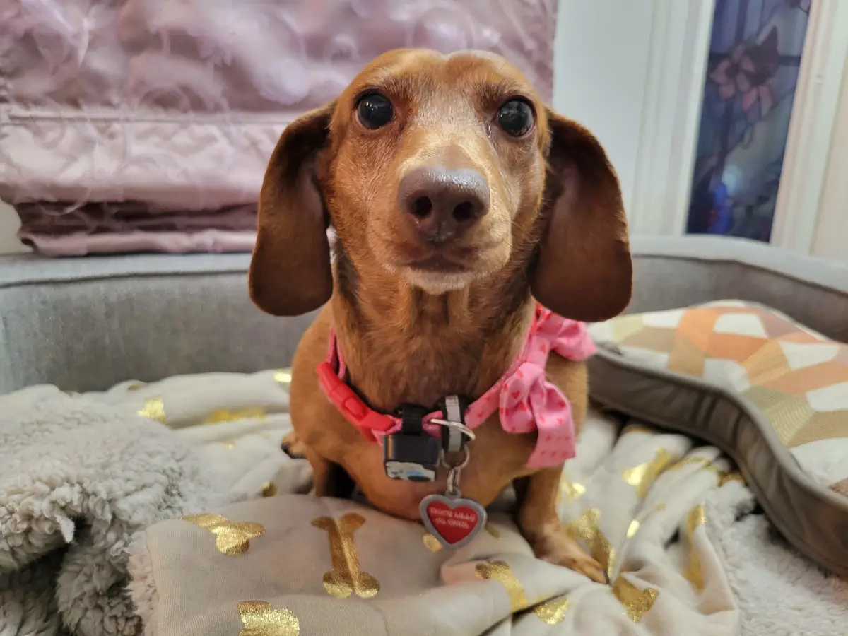 A brown dachshund with large, expressive eyes sits on a soft blanket with gold bone patterns, wearing a pink bow and collar…