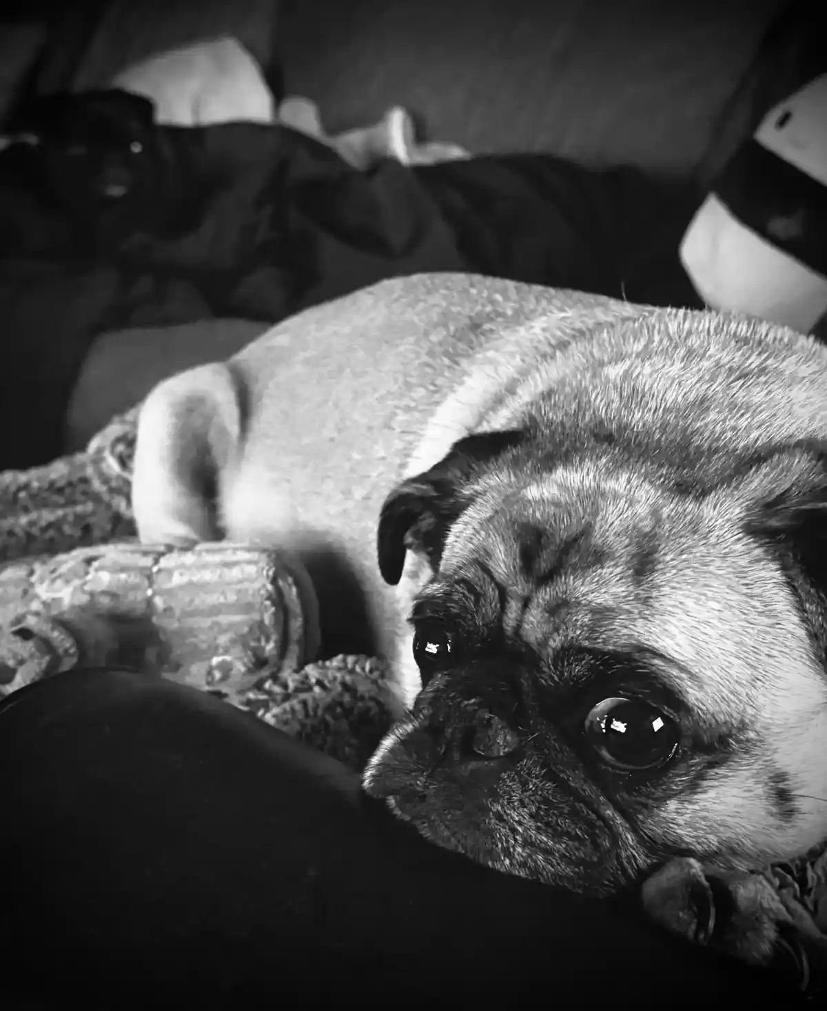 A black and white photo shows a pug dog lying on a couch, looking directly at the camera with large, soulful eyes. In the…