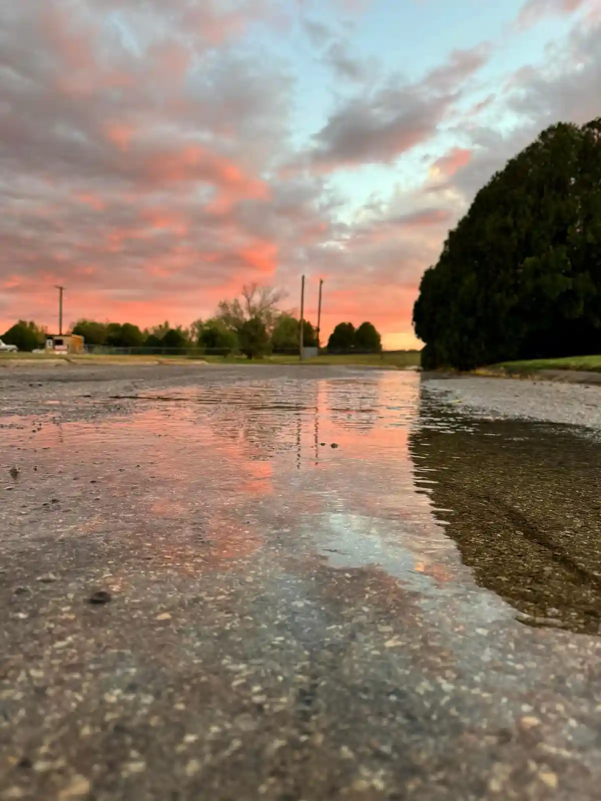 A low-angle photo shows a puddle on asphalt reflecting a vibrant pink and orange sunset sky, with trees and utility poles in…