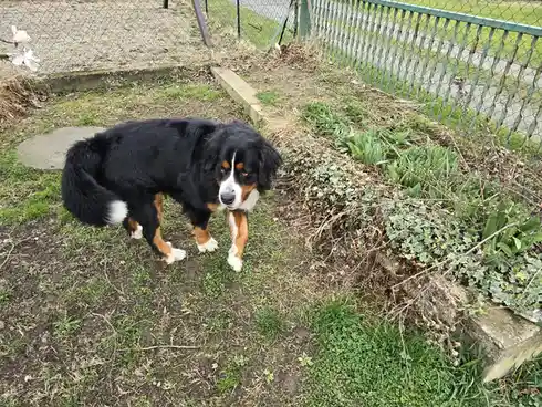 A black, white, and tan Bernese Mountain Dog stands in a grassy yard with a chain-link fence in the background, looking…