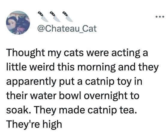 A screenshot of a tweet from @Chateau_Cat showing a profile picture of a person with dark hair and a cat. The tweet text…