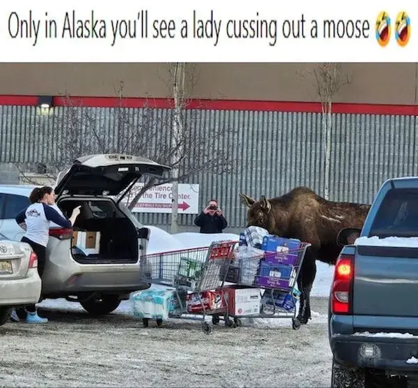 A woman is loading groceries into her car in a snowy parking lot, while a large moose stands nearby, seemingly blocking her…