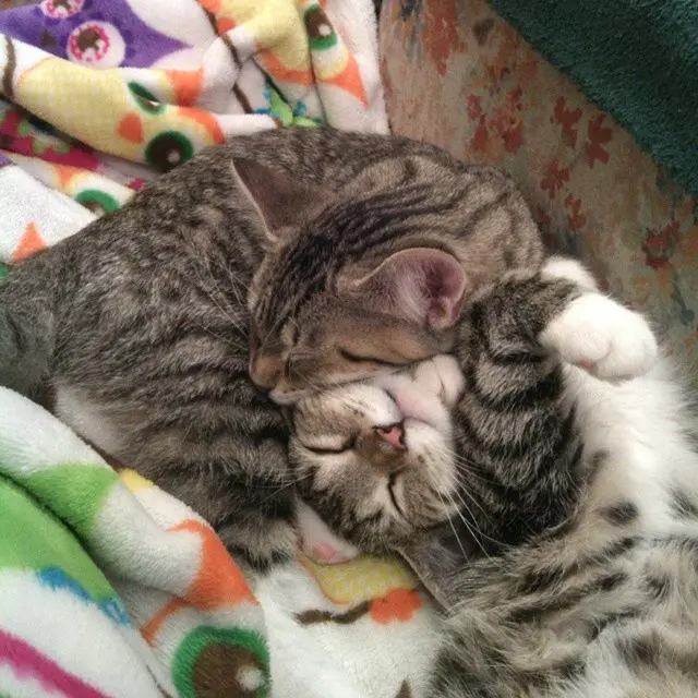 Two tabby cats are curled up together on a colorful blanket, one resting its head on the other's, both with eyes closed and…
