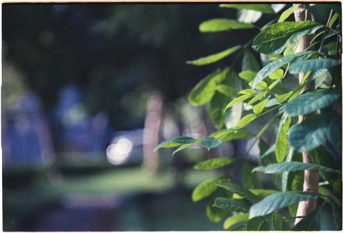 A blurry, atmospheric photo of green leaves in focus on the right, with a soft, out-of-focus background showing indistinct…
