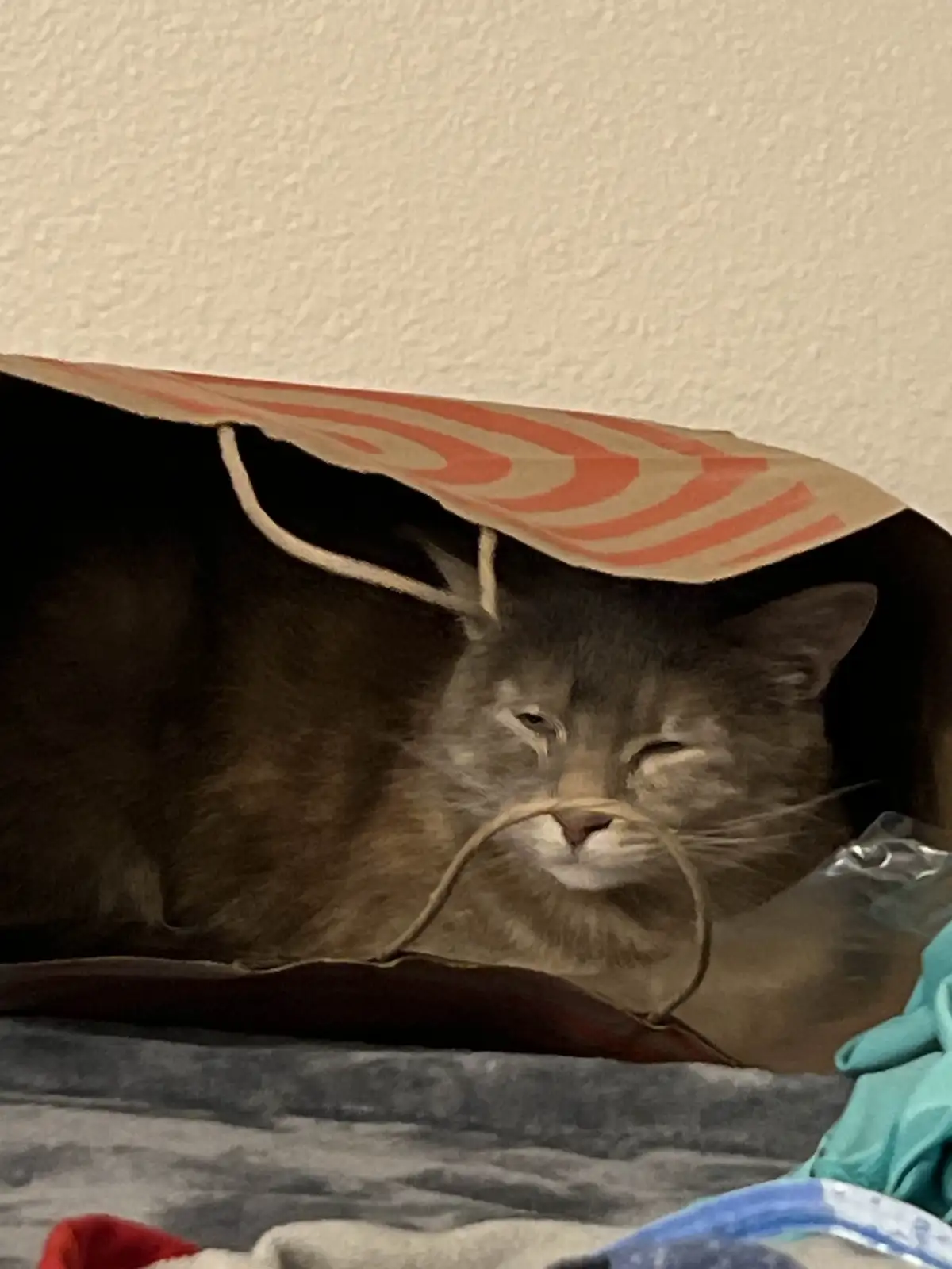 A gray cat with a white muzzle is curled up inside a paper bag with orange and white stripes, its eyes half-closed in a…