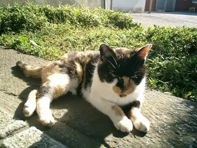 A calico cat lounges on a sunlit stone surface with its eyes half-closed, appearing very relaxed. Behind it is green foliage…