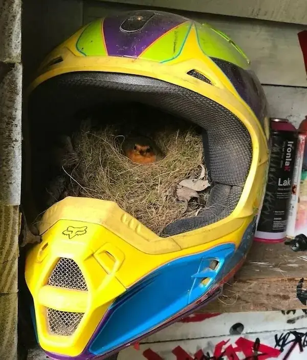 A small bird with orange-brown feathers is nestled in a nest made of twigs and grass, situated inside the open face of a…