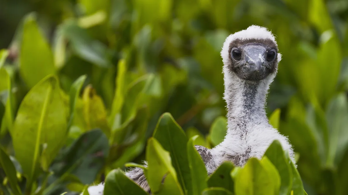 A small but striking seabird, the red-footed booby chick flashes potential from a 5-foot wingspan, despite still being…