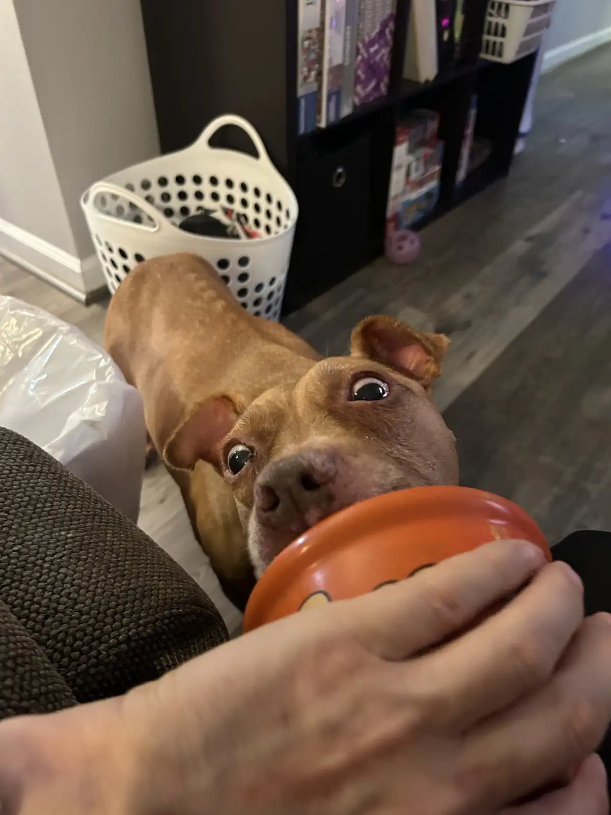 A brown dog with wide, pleading eyes looks up at a person holding an orange toy, as if begging for it back. The person's…