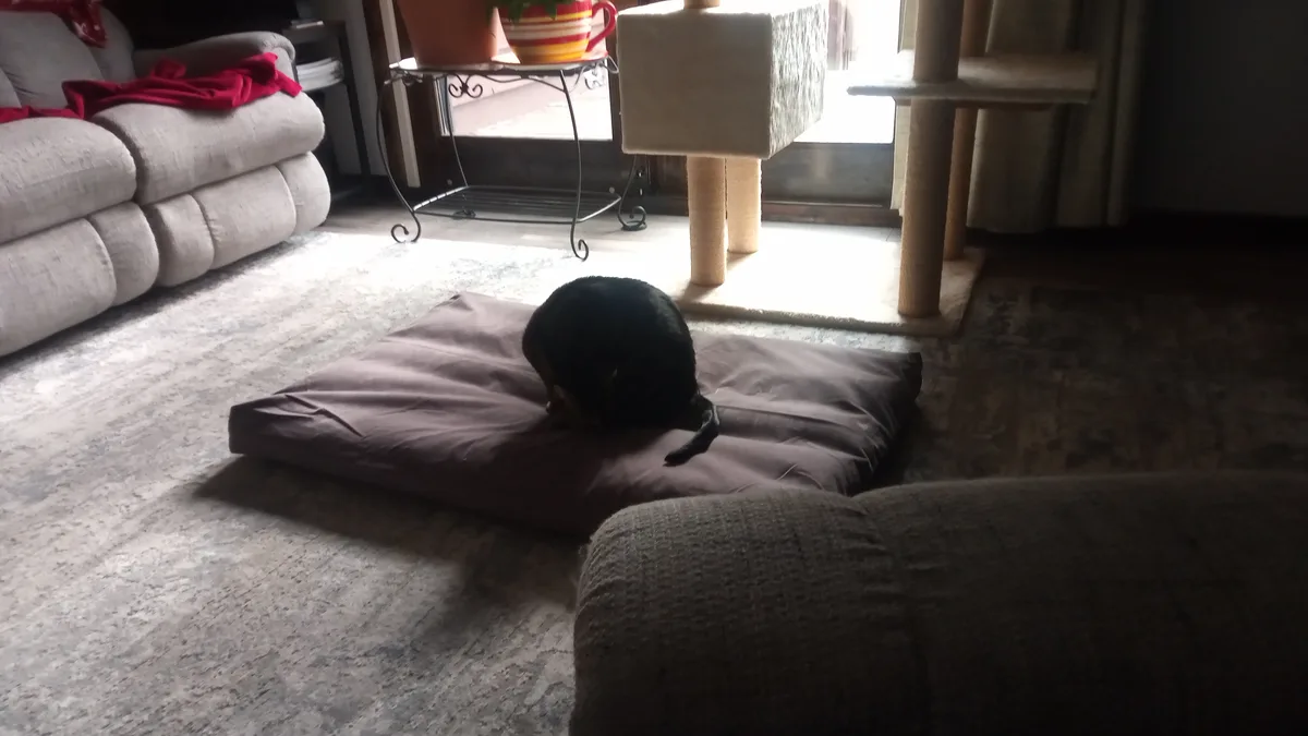 A black cat is curled up on a brown cushion on a carpeted floor in a living room, with a couch, cat tree, and window visible…