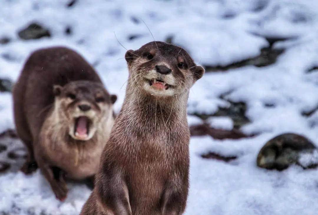 Two otters in a snowy landscape, one in the foreground looking at the camera with a slightly open mouth, and another behind…