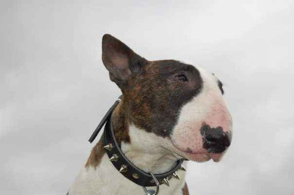 A close-up of a brindle and white bull terrier wearing a spiked collar, looking off to the side with a serious expression…