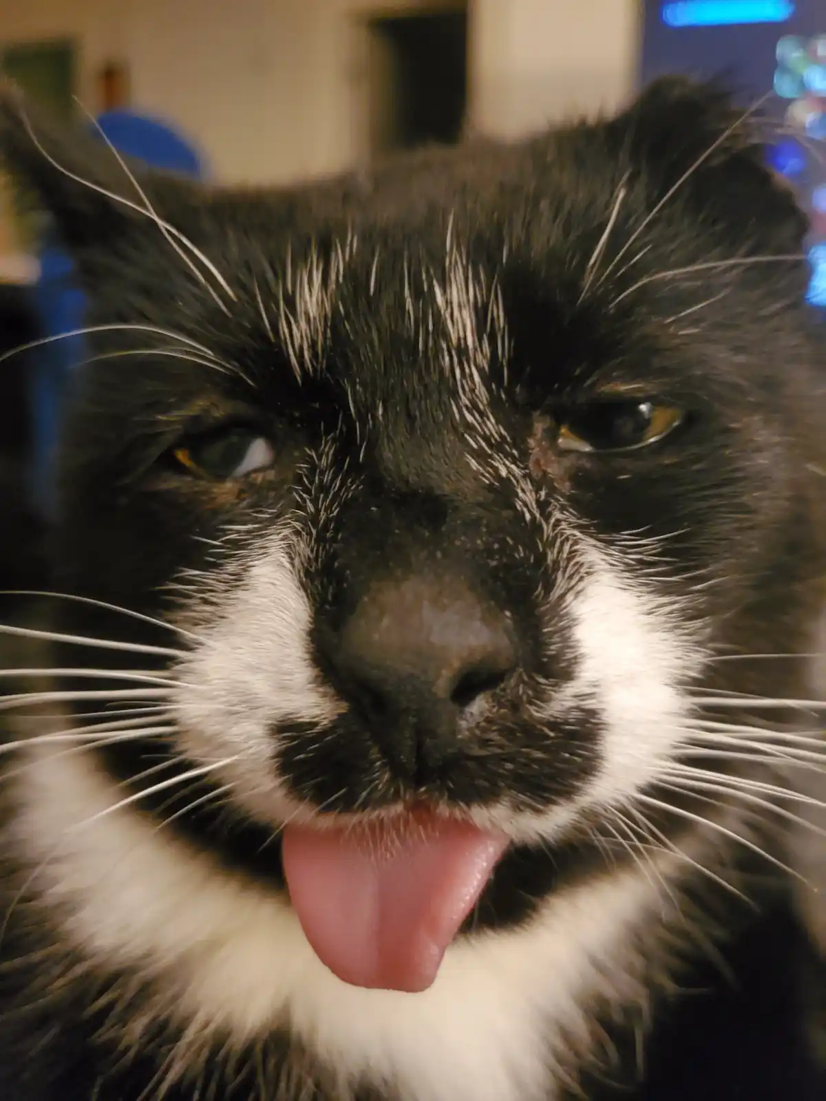 A close-up photo of a black and white cat with its tongue sticking out, looking directly at the camera. The cat has a…