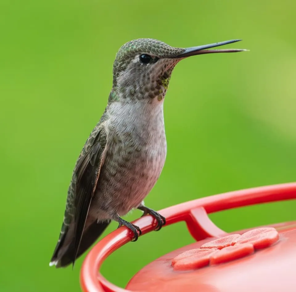 A close-up photograph of a hummingbird perched on the red rim of a hummingbird feeder against a blurred green background…