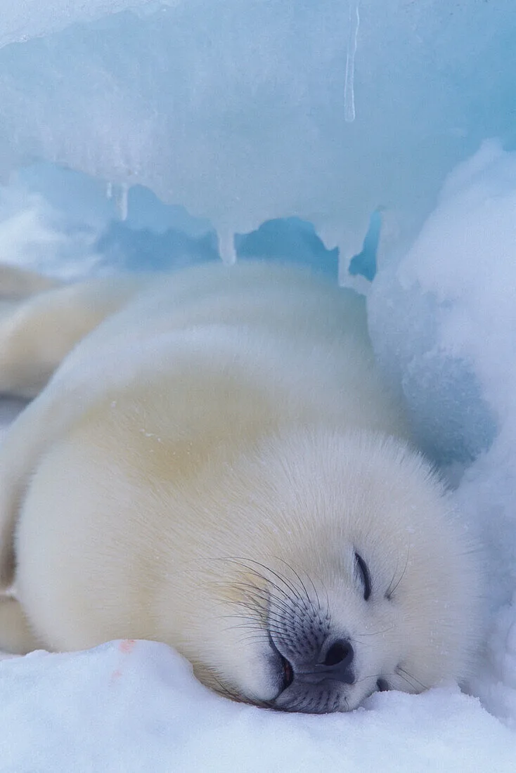 a fluffy white seal pup is curled up sleeping peacefully on snow under a translucent ice overhang with icicles hanging down…