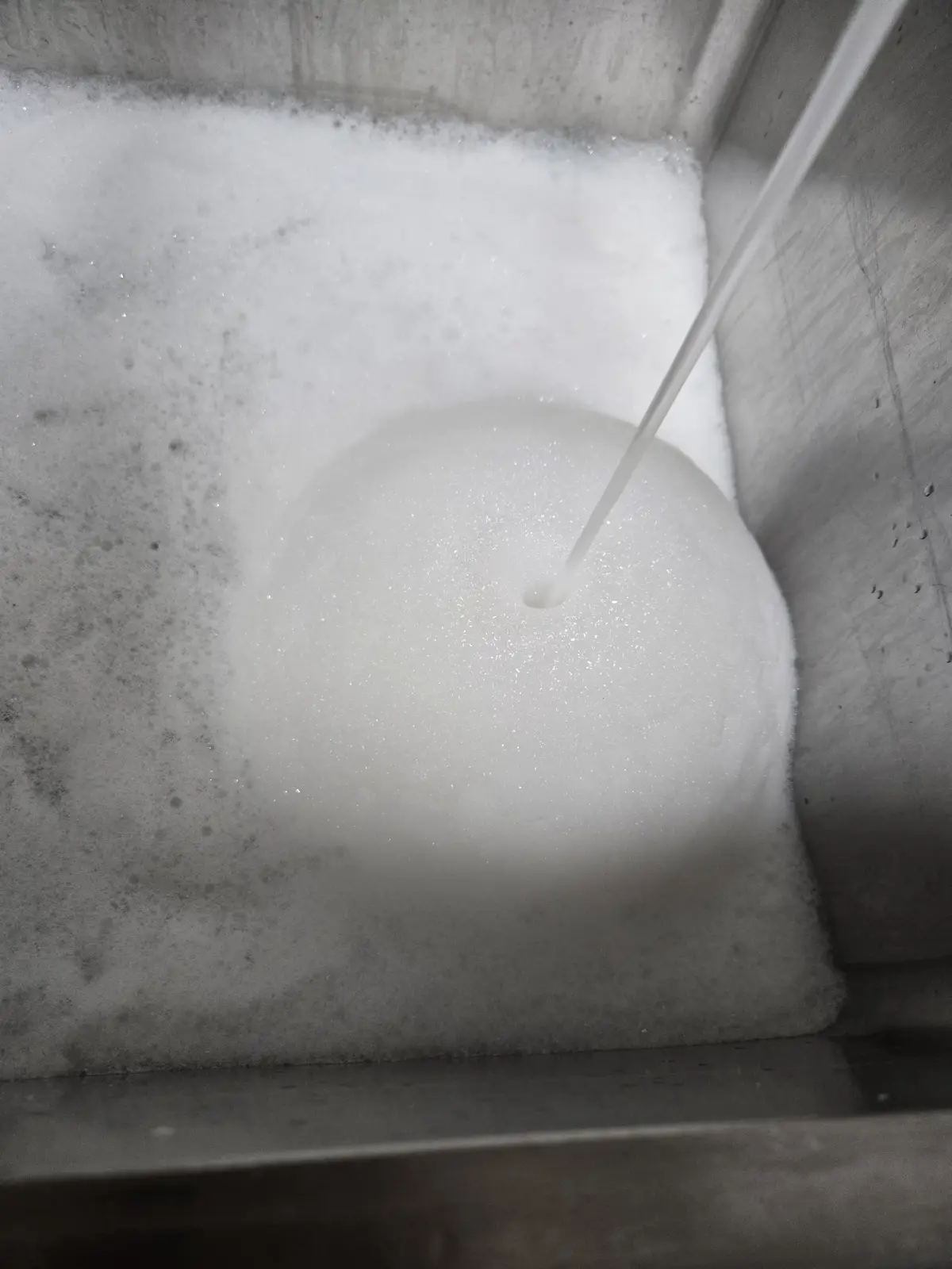 A close-up shot shows a stream of white liquid, likely milk, pouring into a stainless steel sink filled with thick, foamy…