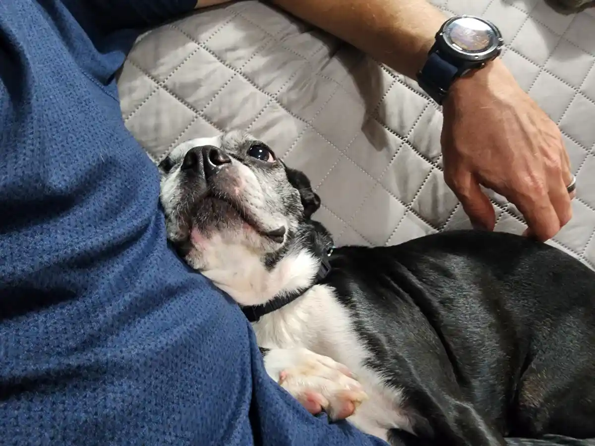 A black and white dog with a wrinkled face lies comfortably on a person's lap, looking up with a relaxed, slightly dazed…