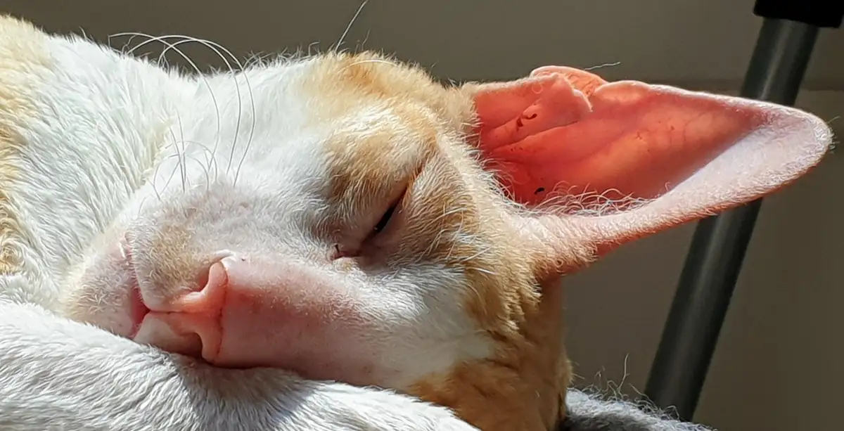 a close-up photo of a sleeping cat with white and light orange fur, its eyes closed and one large pink ear prominently…
