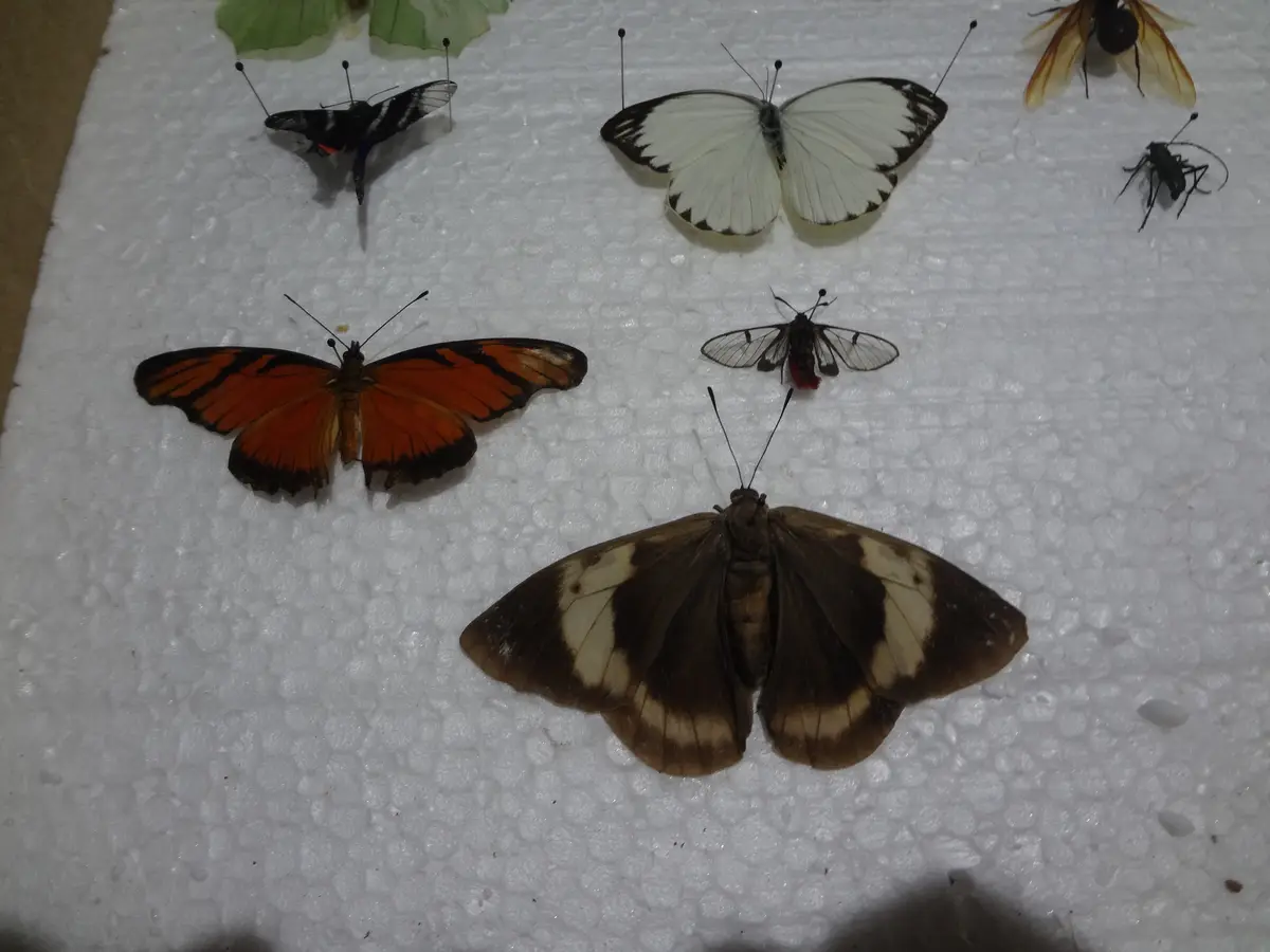 Several pinned butterflies and insects are displayed on a white foam surface. The text overlaid on the image reads 'i'm not…