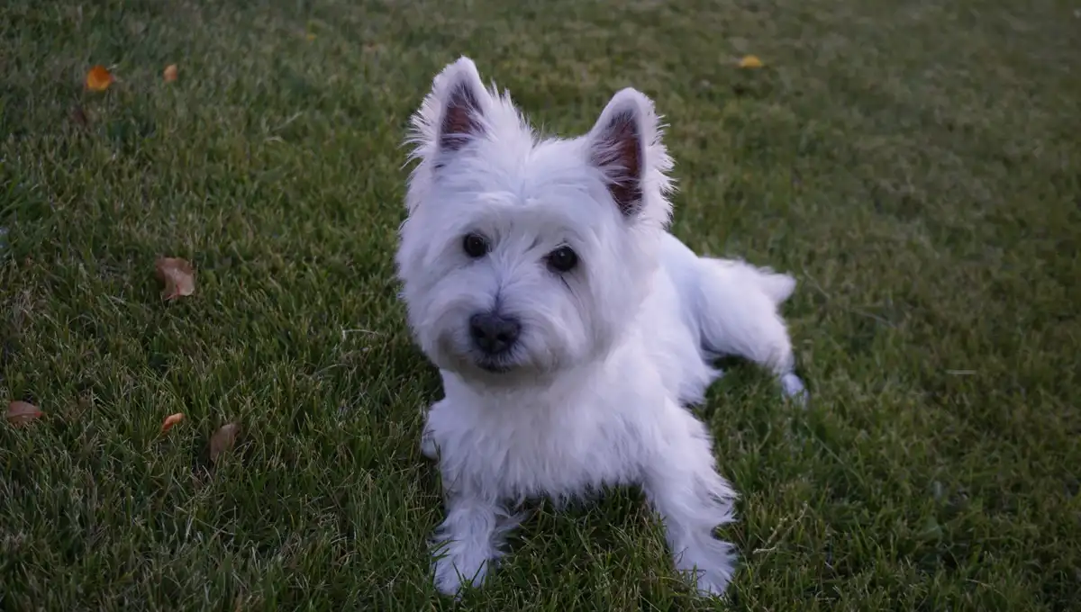 A small, fluffy white dog with pointed ears and dark eyes is lying on green grass, looking directly at the camera. The dog…