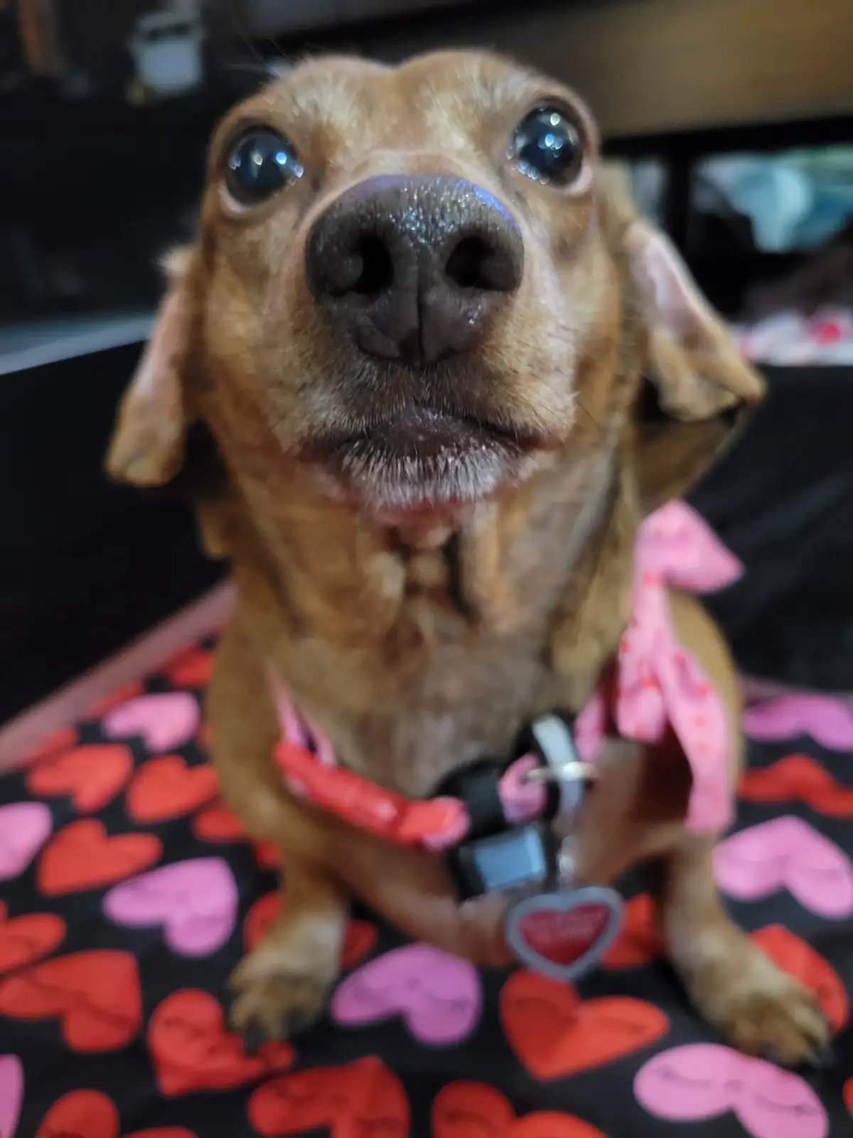 A close-up photo of a small brown dog with large, shiny eyes looking directly at the camera. The dog is sitting on a black…