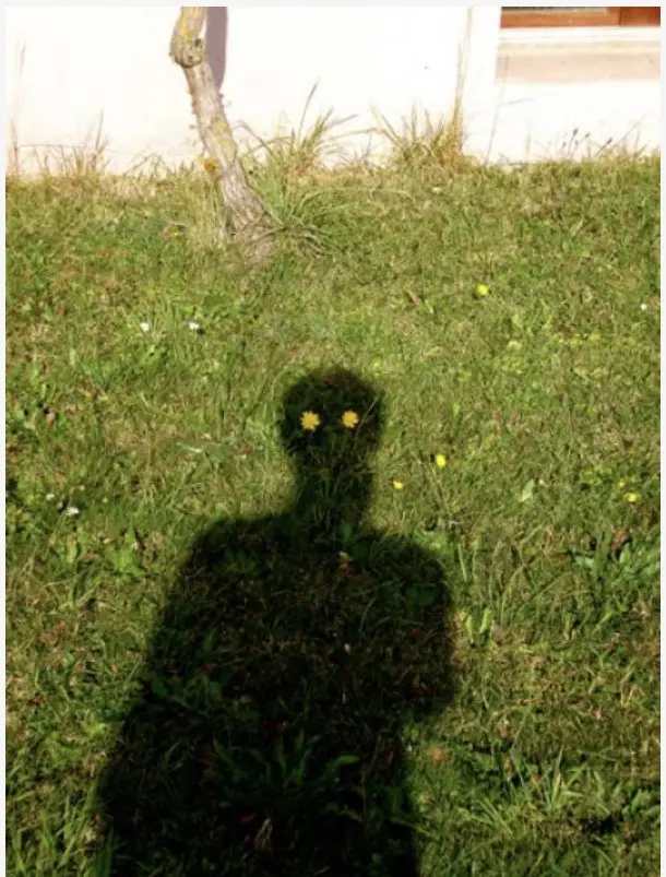A person's shadow is cast on a grassy lawn, with two dandelions visibly positioned where the eyes would be, creating a…