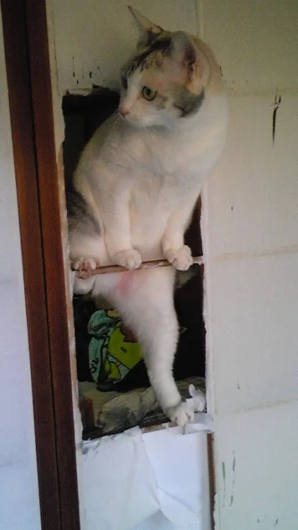 Today's Featured Cat