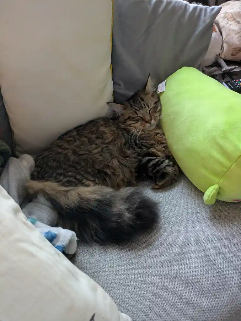 A fluffy brown tabby cat is curled up and sleeping soundly on a gray couch, nestled between several pillows including a…