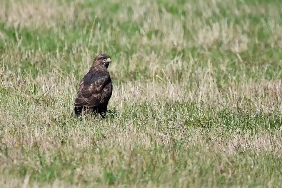 A brown bird of prey, likely a buzzard, stands alert in a field of green and dry grass. The image has text overlaid that…