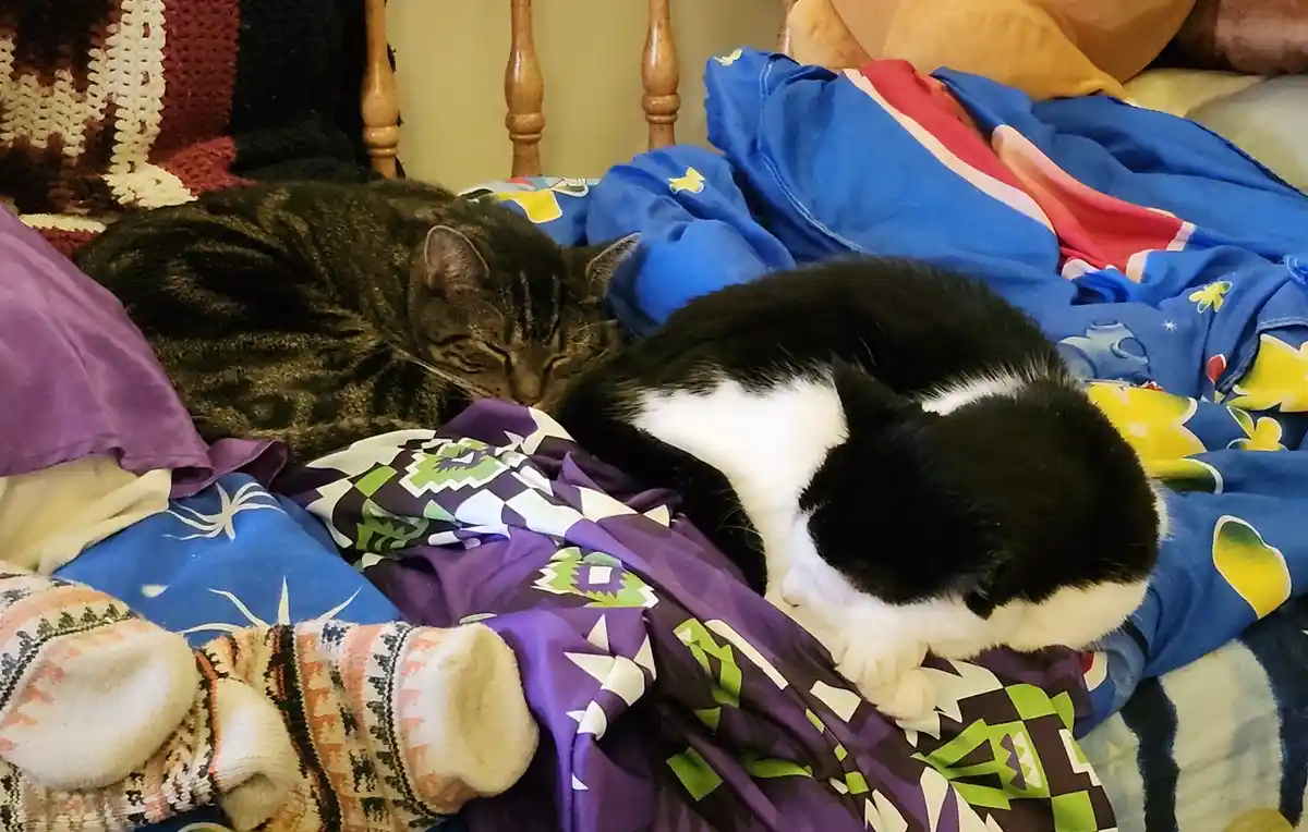 Two cats, one tabby and one black-and-white, are curled up sleeping on a messy bed with colorful blankets and a person's…