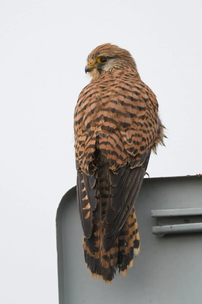 A close-up photograph shows a small brown and black barred hawk, likely a kestrel, perched on the edge of a gray metal…