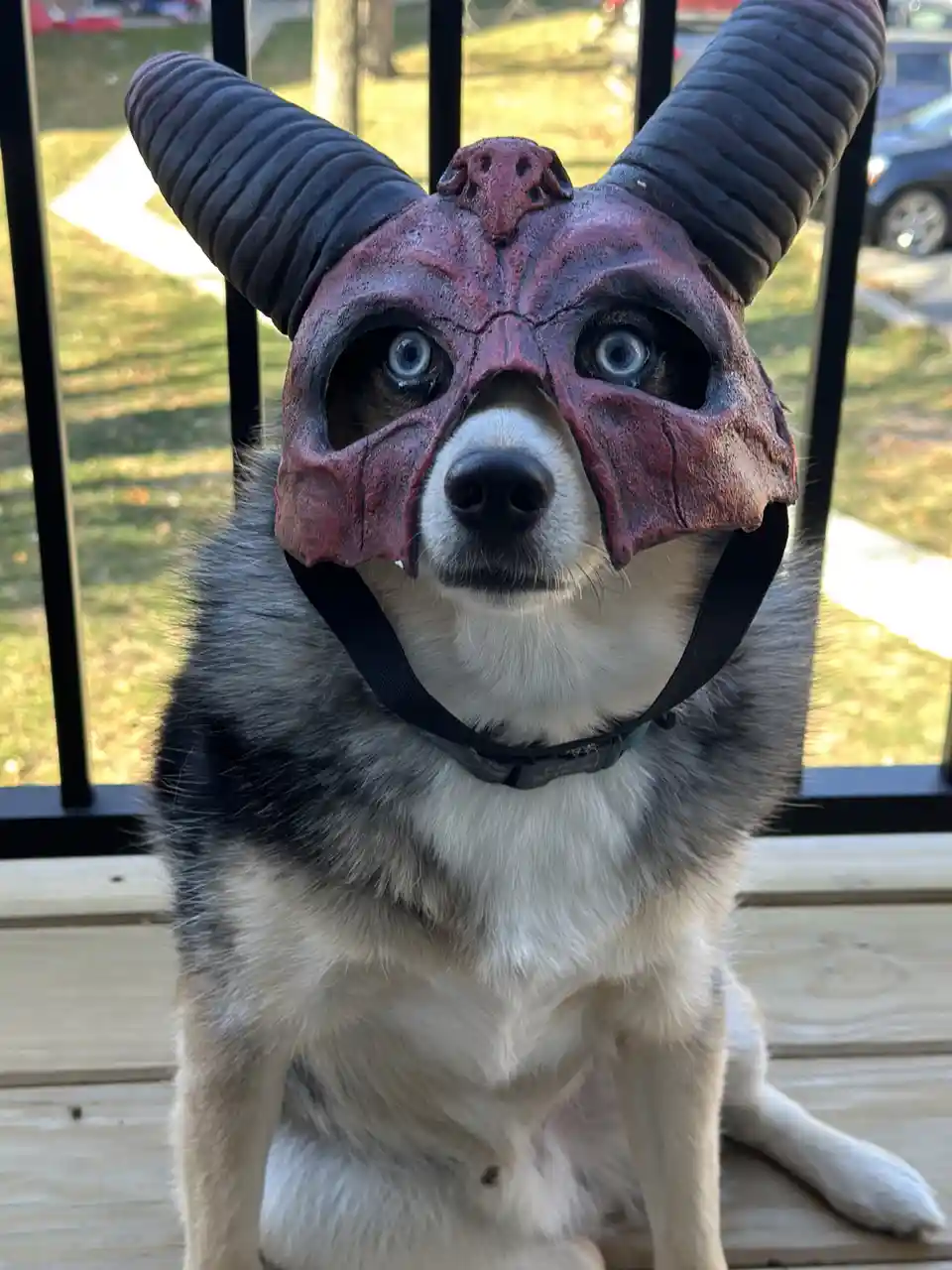 A small dog with gray and white fur sits on a wooden deck wearing a detailed red and black demonic mask with large horns…