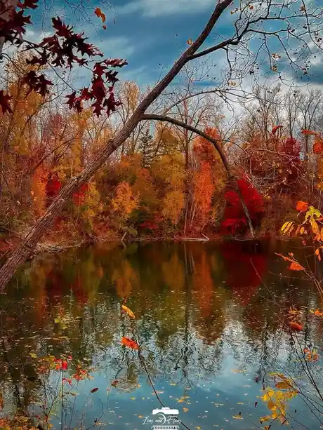 A vibrant autumn landscape featuring a calm lake reflecting colorful trees with red, orange, and yellow leaves. A large tree…