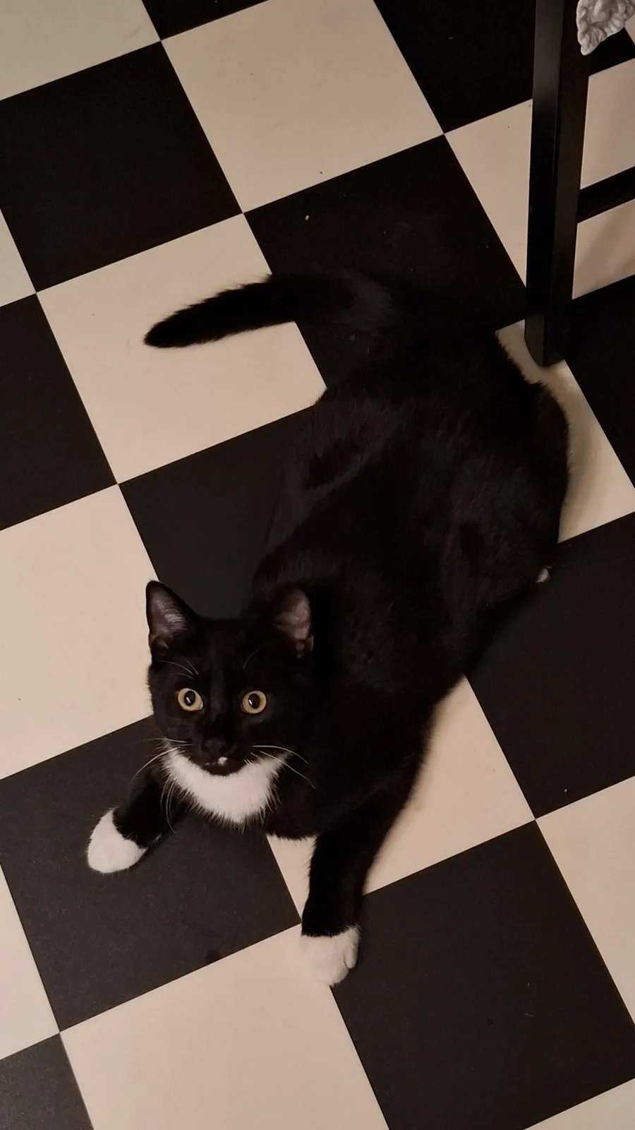 A black cat with white paws and chest sits on a black-and-white checkered floor, looking up with wide eyes. The overlaid…