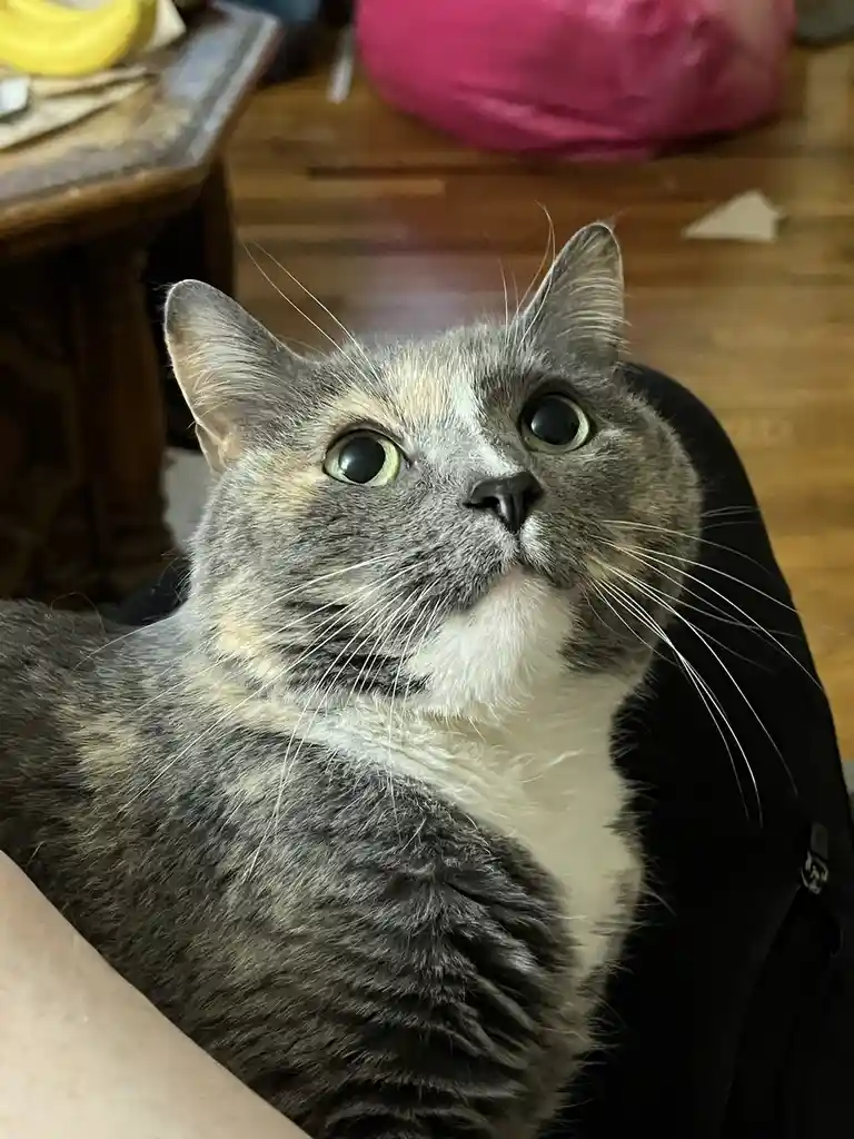 Introducing Sophie, my beloved cat!