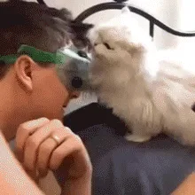 A sequence of six images shows a fluffy white cat interacting with a person wearing a transparent face mask. Initially, the…