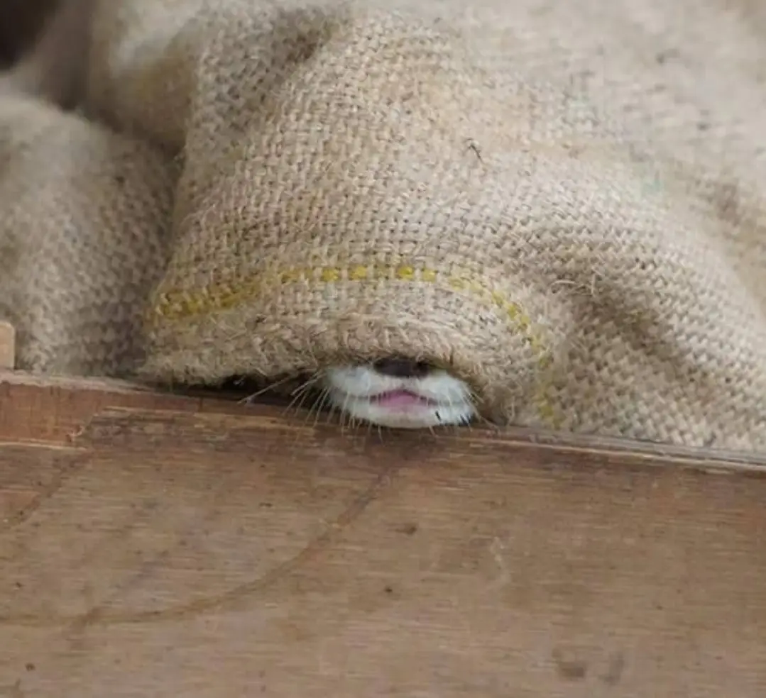 a small white animal, likely a cat or mouse, is peeking out from under a burlap sack, with only its nose, mouth, and…