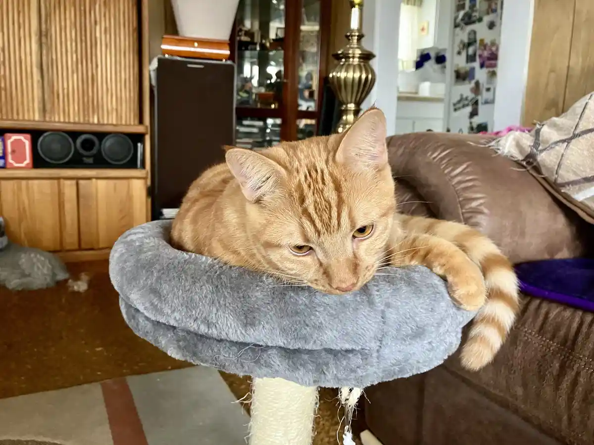 An orange tabby cat with a striped tail is lounging on a grey, fluffy circular perch atop a cat tree, looking down with a…