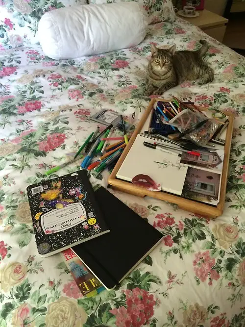 Today's Adorable Feline Feature
