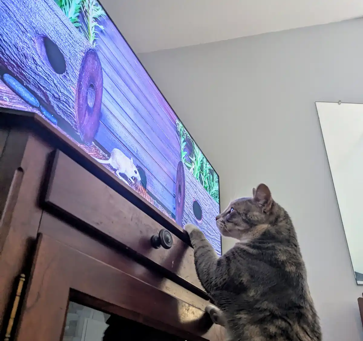 A tabby cat stands on its hind legs, front paws resting on a wooden TV stand, intensely focused on a television screen…