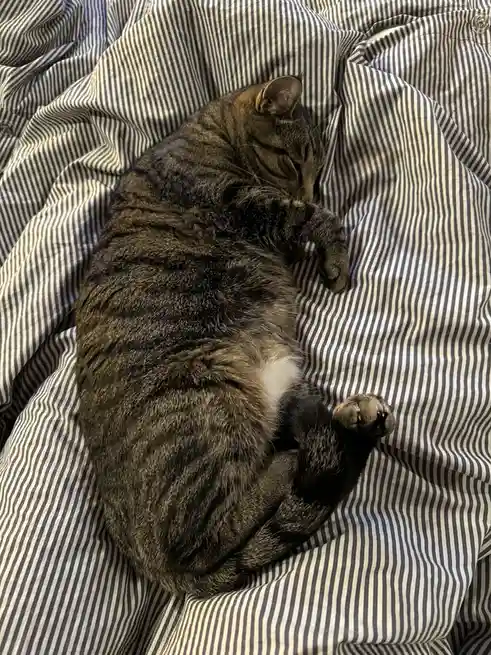 A tabby cat with dark stripes and a white patch on its belly is curled up sleeping on a rumpled black-and-white striped…