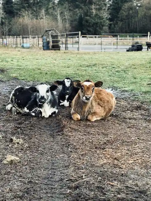 Three young calves are lying down in a muddy, mulch-covered field, looking directly at the camera. The calf on the left is…